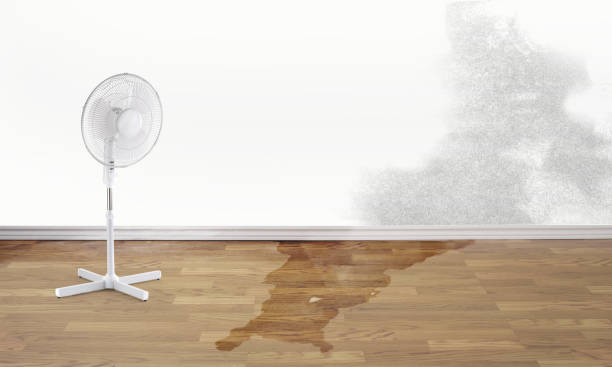 Best Local water damage restoration  in Ely, MN