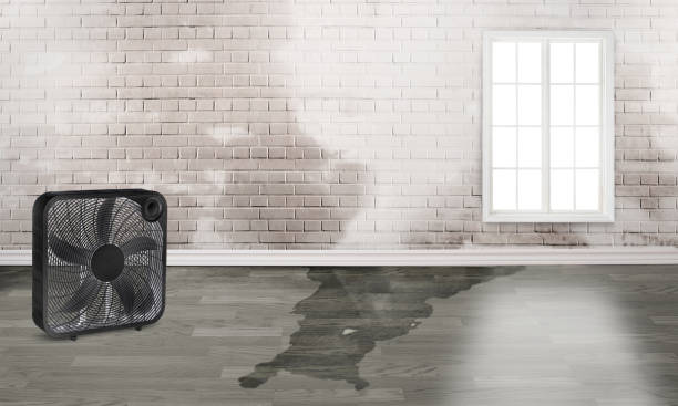 Best Professional water damage repair  in Ely, MN