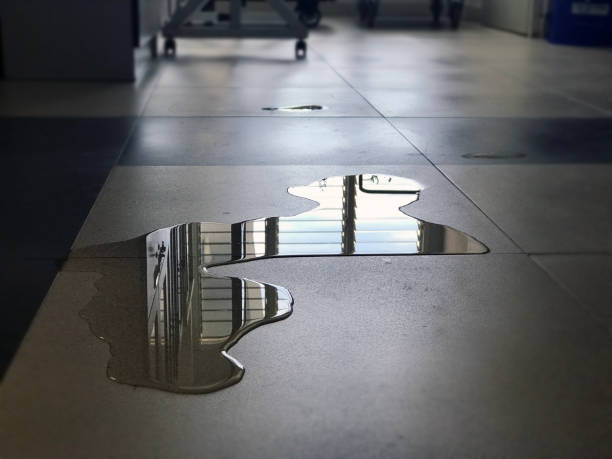Best Carpet water damage restoration  in Ely, MN